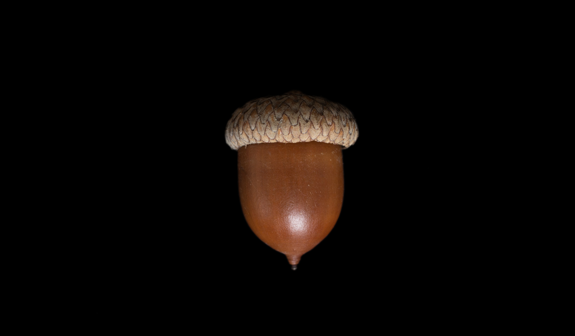 Revealing the Wonders Within Exploring the Intricacies of Acorns